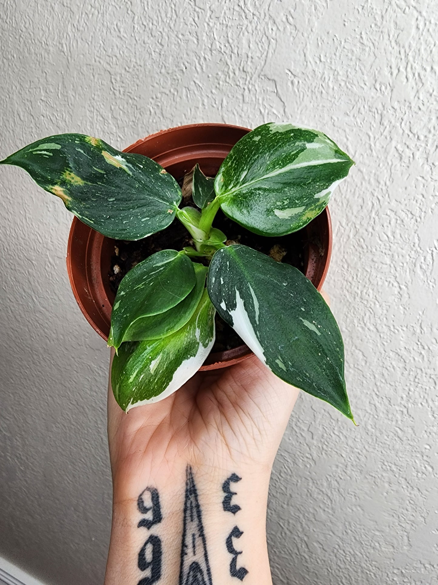 White Wizard philodendron
