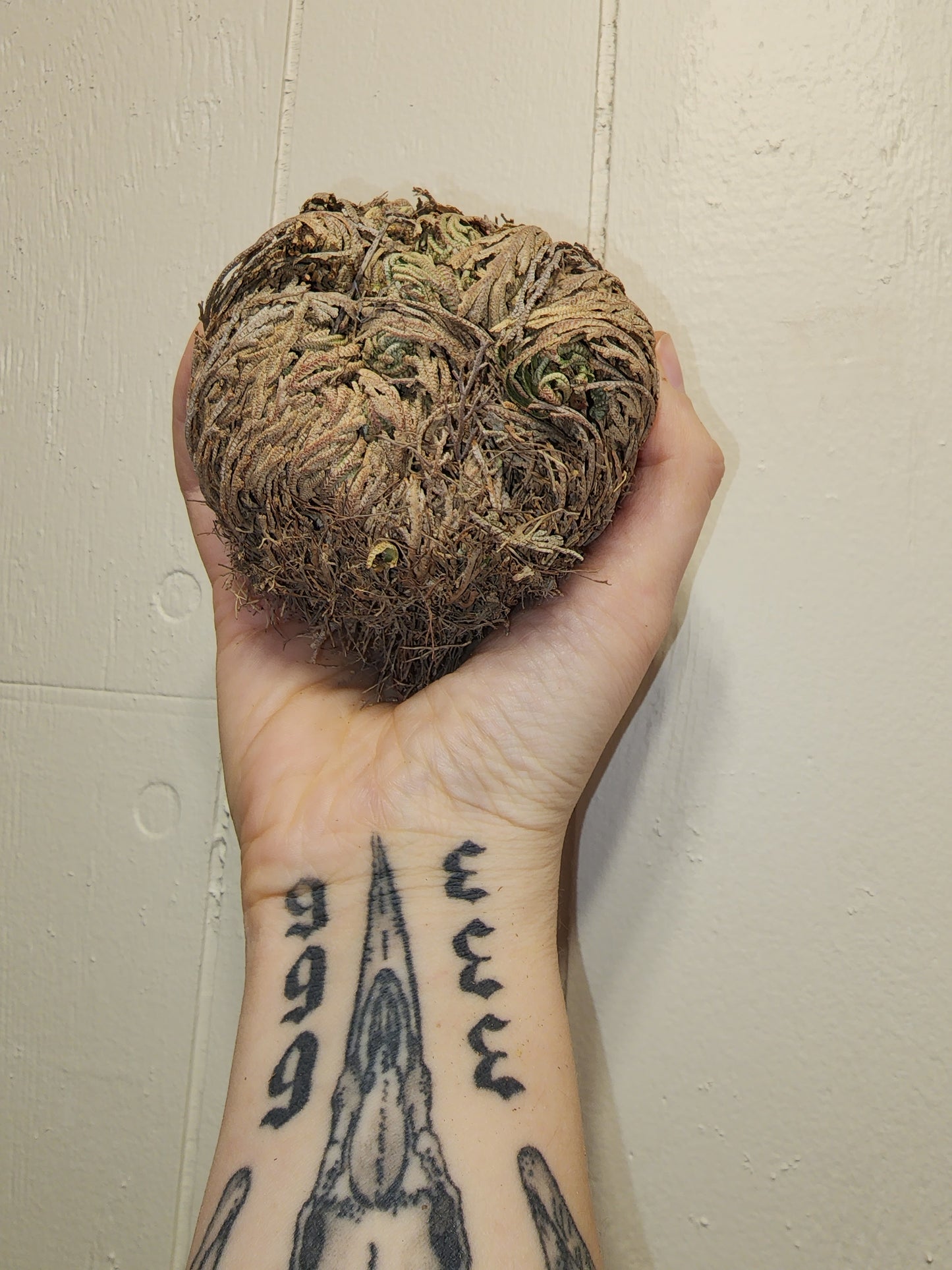 Large Rose of Jericho