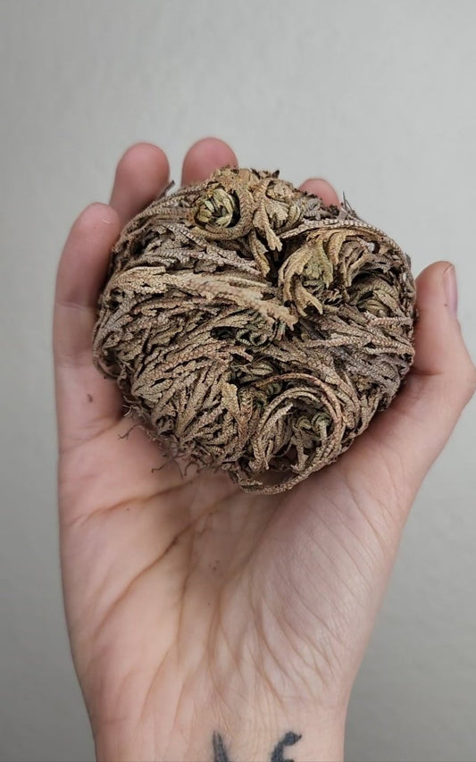 Medium Rose of Jericho