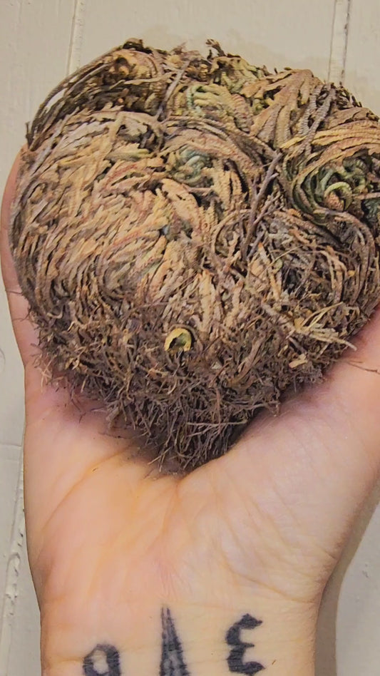 Large Rose of Jericho